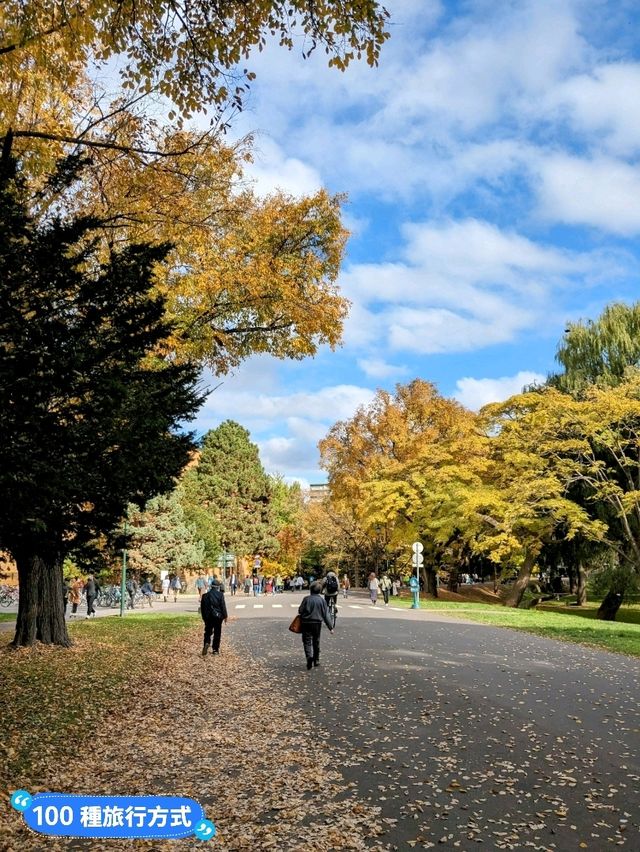 賞銀杏最佳景點：北海道大學銀杏併木大道