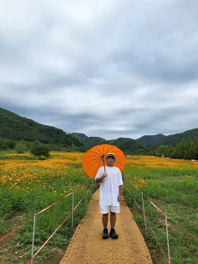 황화코스모스 가득핀 연천 재인폭포