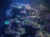 รีวิว S.E.A. Aquarium🇸🇬 
