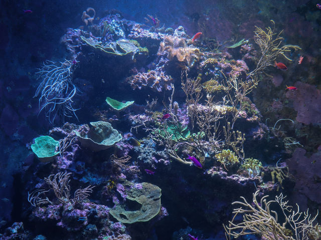 รีวิว S.E.A. Aquarium🇸🇬 