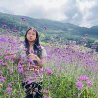 สวนดอกไม้ริมข้างทาง  ทุ่งบัวตอง แม่ฮ่องสอน