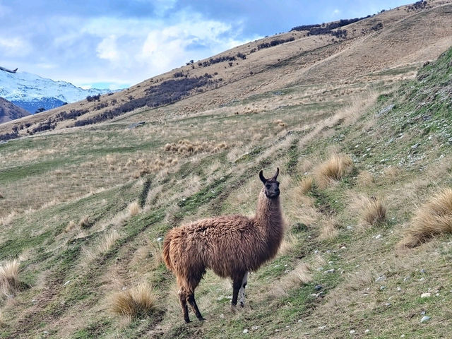 紐西蘭皇后鎮 絕美視野的DeerPark 