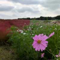 Kochia in Scarlet Red @ Hitachi Seaside Park 