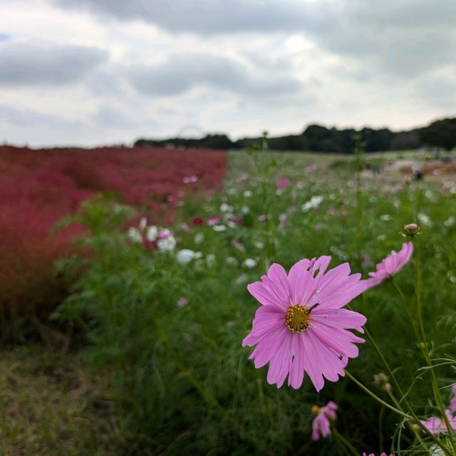 Kochia in Scarlet Red @ Hitachi Seaside Park 