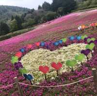 【山梨】富士芝桜まつり