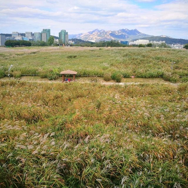 首爾夢幻天空公園 秋季還有限定的紫芒草