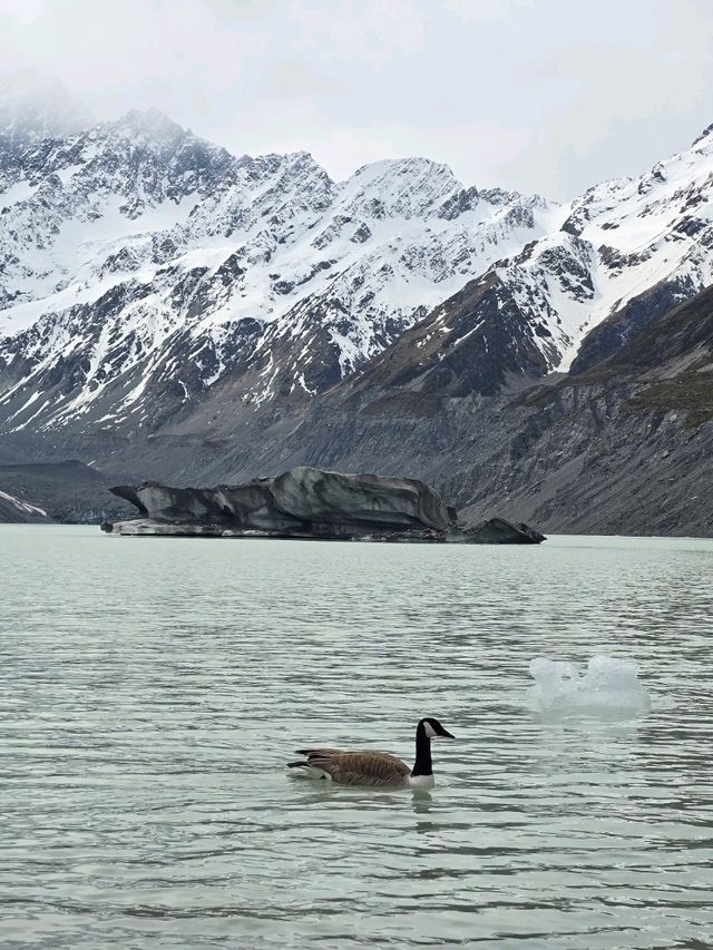 紐西蘭Hooker Valley track！散散步就能看到美景！