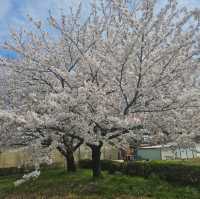 ไปดูซากุระ motoarakawa , saitama