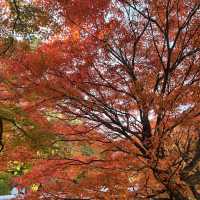 Momiji Kairo • Kawaguchiko 🇯🇵 Japan