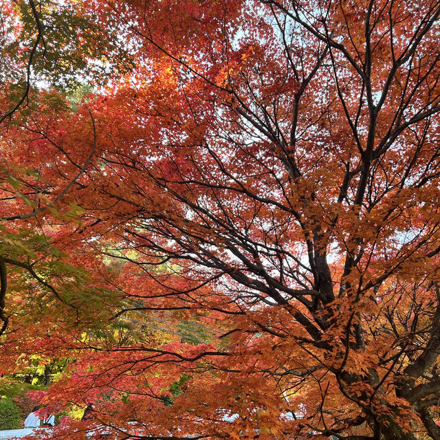 Momiji Kairo • Kawaguchiko 🇯🇵 Japan