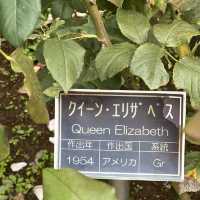 สวนกุหลาบ ที่ Chofu ใกล้โตเกียว