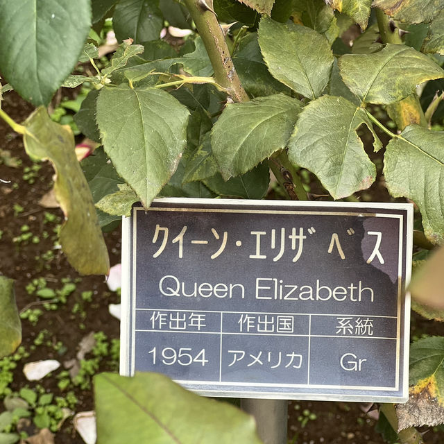 สวนกุหลาบ ที่ Chofu ใกล้โตเกียว