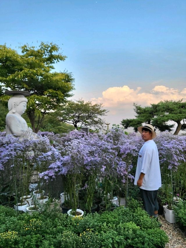보라빛향기 가득한 가을꽃이 피는곳