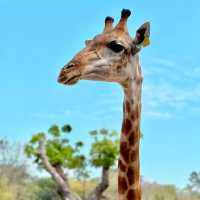 สวนสัตว์เมืองไทย🦒🐘