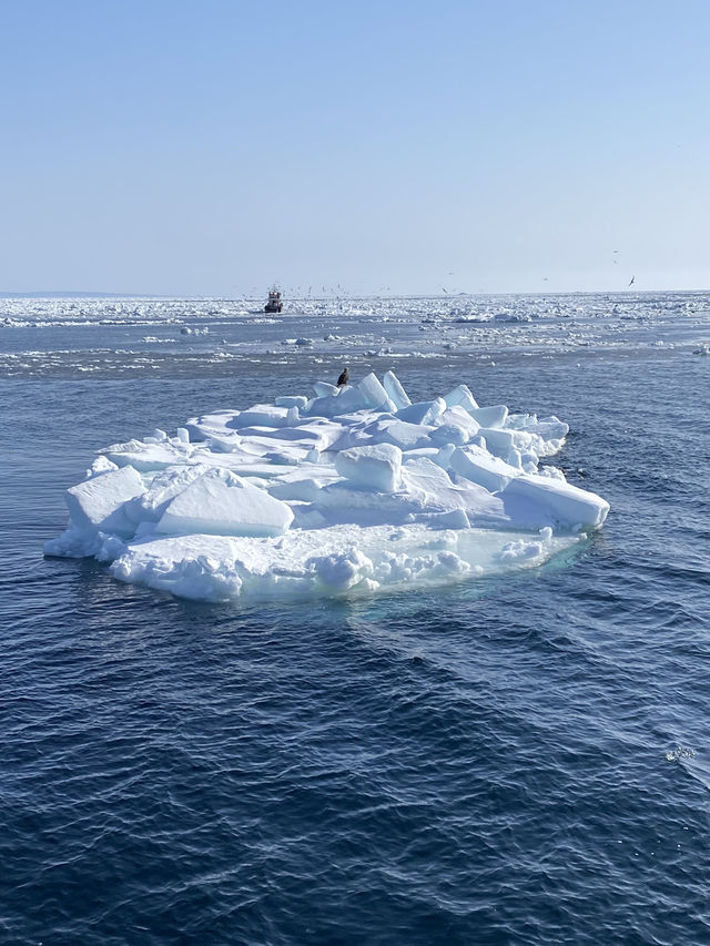 【北海道】オオワシとオジロワシと羅臼の流氷