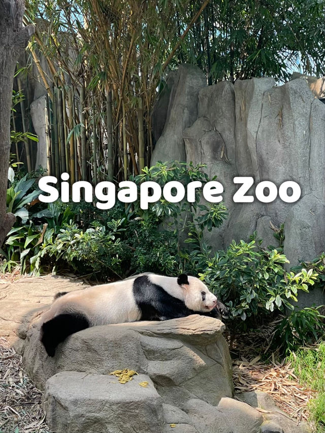 มาดูแพนด้าที่ Singapore Zoo 🐼🐯