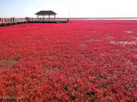 【中国】圧巻の深紅のじゅうたん！紅海灘風景区