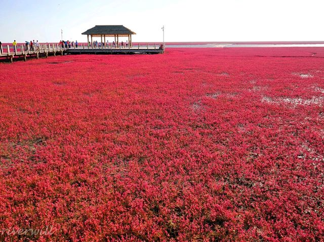 【中国】圧巻の深紅のじゅうたん！紅海灘風景区