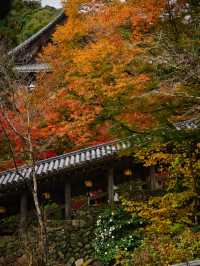 【ここ行って】紅葉のシルエット写真を狙え📸絶対行きたい紅葉スポットを紹介🍁撮影攻略付き