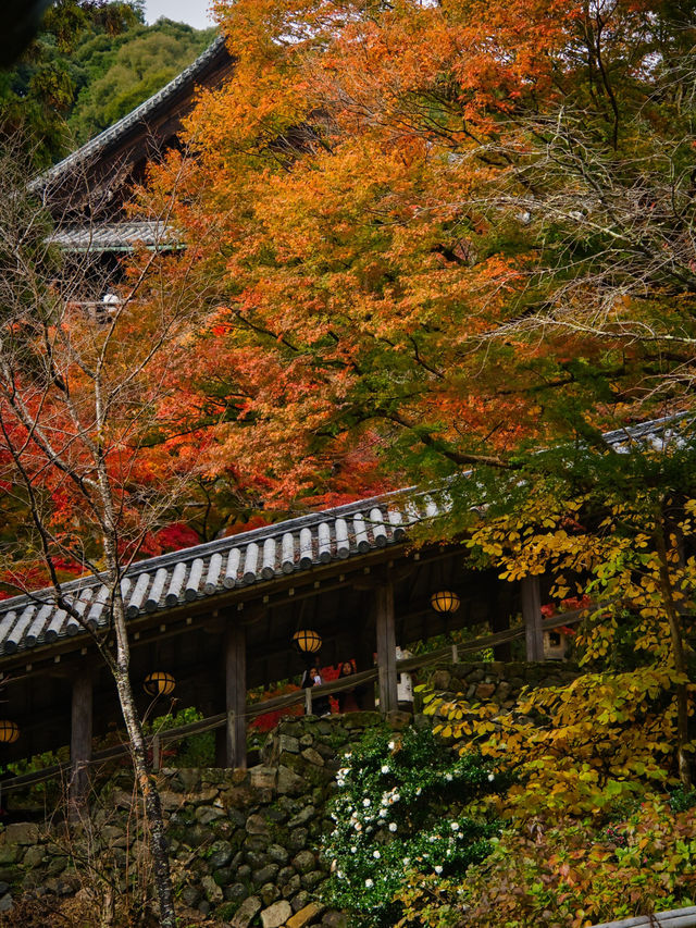 【ここ行って】紅葉のシルエット写真を狙え📸絶対行きたい紅葉スポットを紹介🍁撮影攻略付き