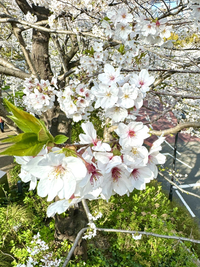 東京　東京観光　Midtown Tower / Galleria 天橋からの桜は絶景だぞ！