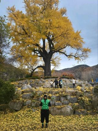 950년된 칠곡 말하는 은행나무