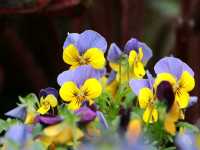 ชมดอกไม้เมืองหนาว Miracle of Natural 