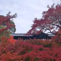 🇯🇵京都「東福寺」市區楓葉🍁頂流，楓葉之王威名當之無愧！