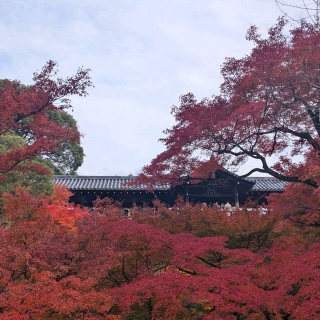 🇯🇵京都「東福寺」市區楓葉🍁頂流，楓葉之王威名當之無愧！