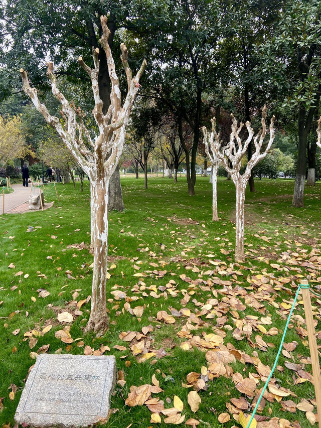 🍊長沙橘子洲,江景文化免費游🚶🚶♀️ 🍊長沙橘子洲,江景文化免費游🚶🚶♀️