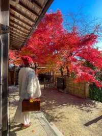 京都嵯峨野の紅葉名所😊🍁小倉山の常寂光寺🍁