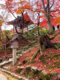 京都嵯峨野の紅葉名所😊🍁小倉山の常寂光寺🍁