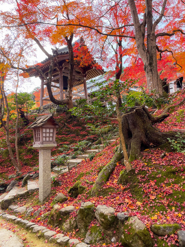 京都嵯峨野の紅葉名所😊🍁小倉山の常寂光寺🍁
