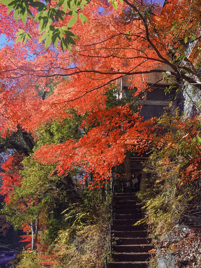 東京御岳渓谷🍁紅葉と清流の癒しスポット