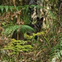 Kokoda Memorial walk