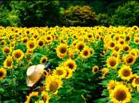 Sera Kogen Farm - Sunflower Festival