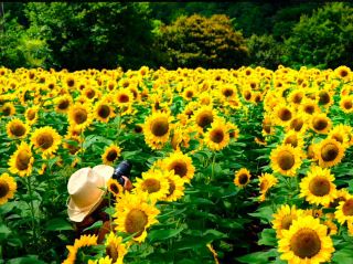 Sera Kogen Farm - Sunflower Festival