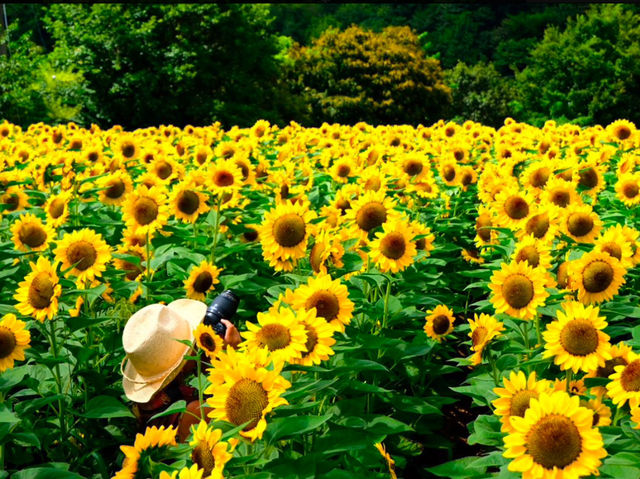 Sera Kogen Farm - Sunflower Festival