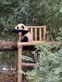 A full day Panda watching? I couldn’t believe my eyes! 