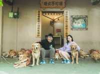 新竹｜超萌寵物餐廳竟然有11隻黃金獵犬！