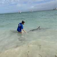 Shark bay 