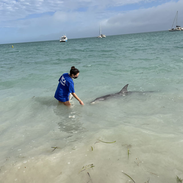 Shark bay 