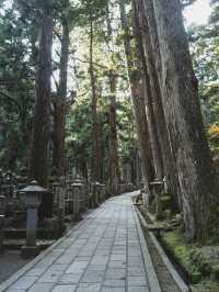 紅葉に包まれる高野山奥之院で神秘の秋を体感