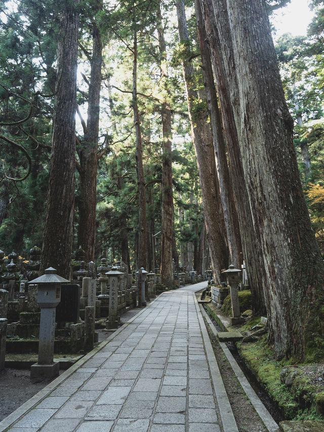 紅葉に包まれる高野山奥之院で神秘の秋を体感