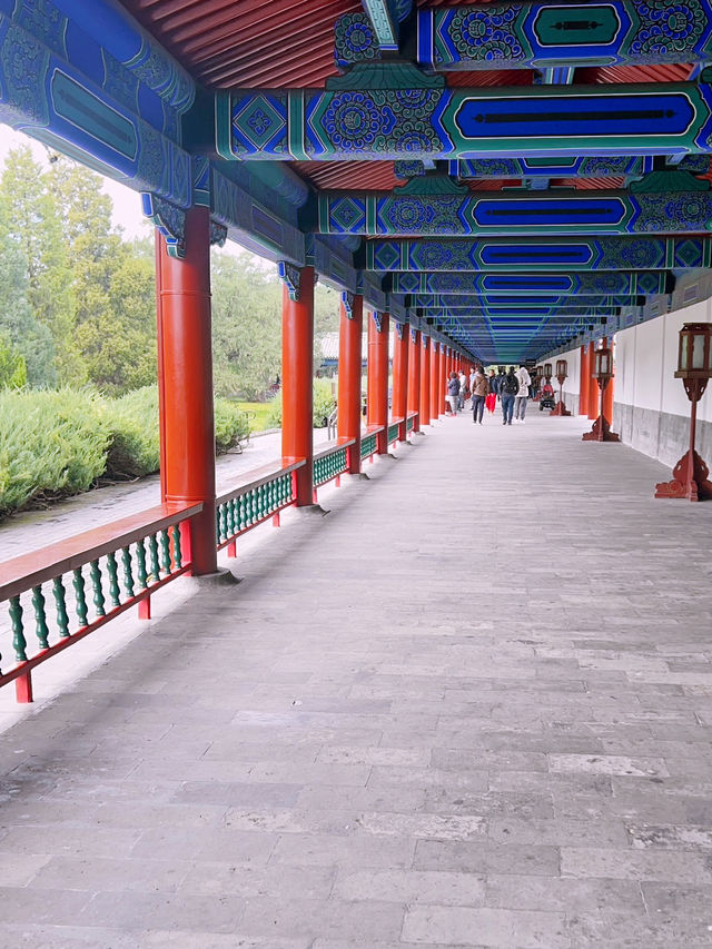 The Temple of Heaven Park in fall🍁