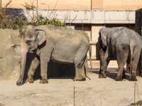 【鹿児島県】 コアラ飼育頭数日本一の自然あふれる動物園『平川動物公園』🐨