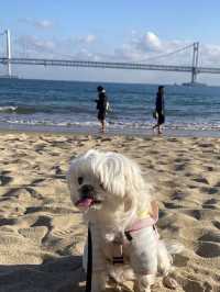 강아지와 함께하는 광안리 여행!🐕🌊
