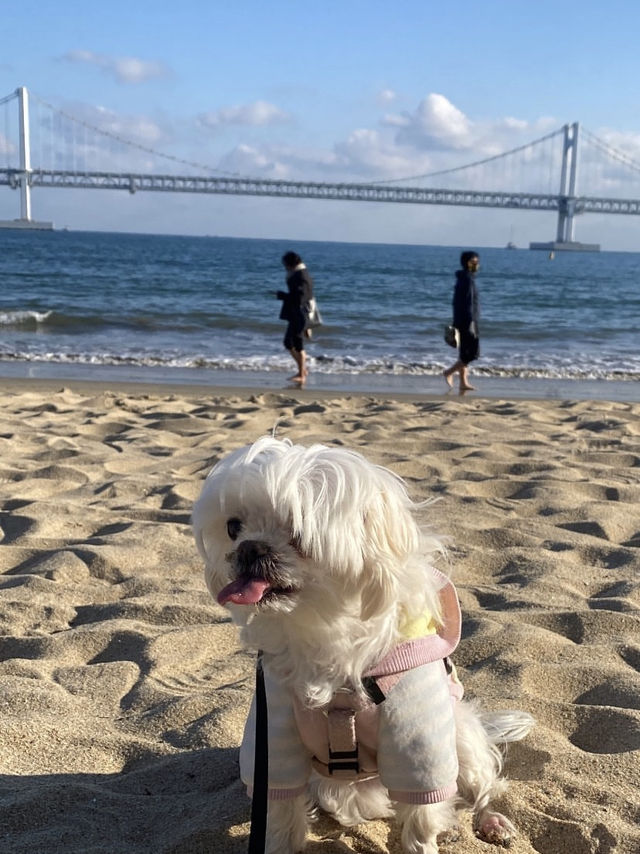 강아지와 함께하는 광안리 여행!🐕🌊