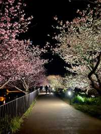 【伊豆×初春の旅】  夜に浮かび上がる河津桜  