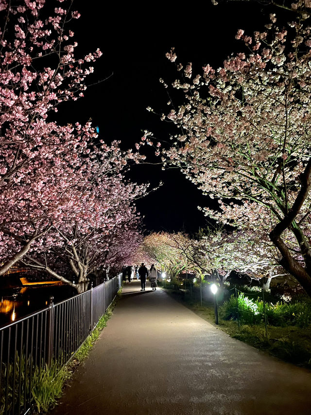 【伊豆×初春の旅】  夜に浮かび上がる河津桜  